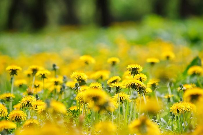 Field of dandelions