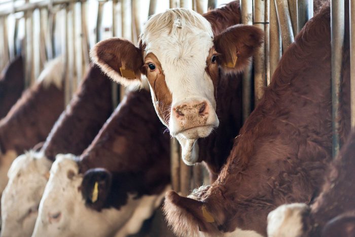cows lined up next to each other