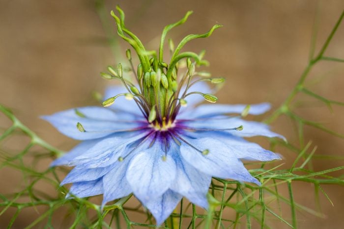 Love-in-a-mist (Nigella damascena)